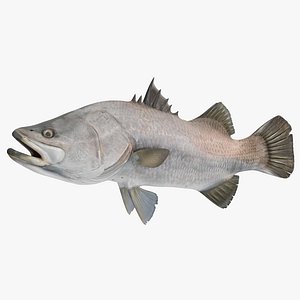 barramundi fish rigged 3D