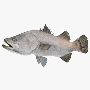 Barramundi Fish Rigged for Cinema 4D