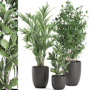 decorative plants 3D model