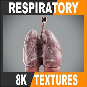 Human Male Respiratory Anatomy