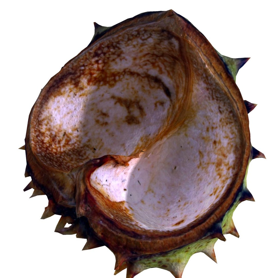 3ds peel chestnut tree plant https://p.turbosquid.com/ts-thumb/Nj/AHiI6t/dhohnJYh/v0007/jpg/1352634900/1920x1080/fit_q87/863abf9aeb6785ca8f0a6ae6514299a7272d1550/v0007.jpg