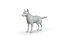 Coyote