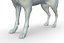 Coyote