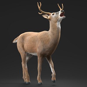 Virginia Deer Fur Rigged for Cinema 4D model