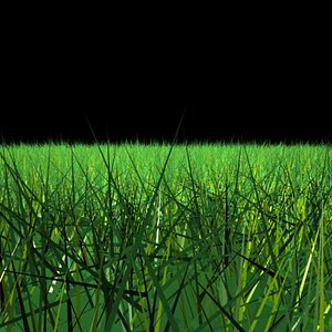 Grass
