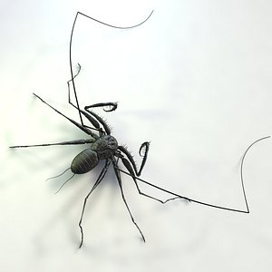 Whip Scorpion
