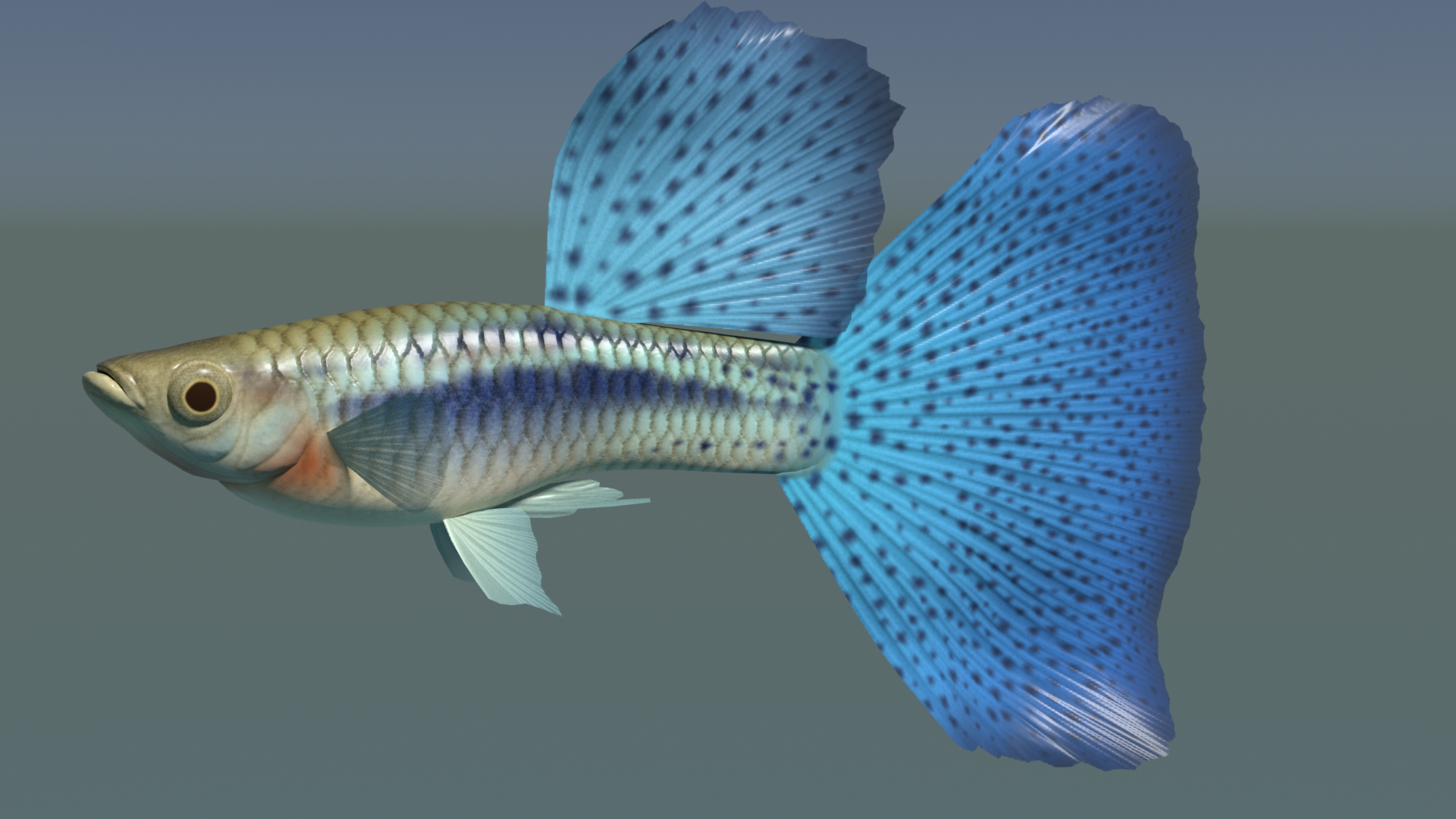 guppy bluegrass 3d 3ds https://p.turbosquid.com/ts-thumb/Nj/ZiqlWF/4V/turntable/png/1637381067/1920x1080/turn_fit_q99/6509302323298ca1c43e77663a98ab9586f2ad78/turntable-1.jpg