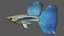 Guppy Blue grass tail