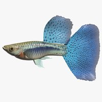 Guppy Blue grass tail