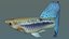 Guppy Blue grass tail