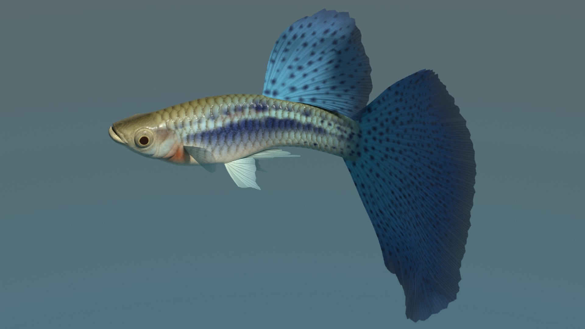 guppy bluegrass 3d 3ds https://p.turbosquid.com/ts-thumb/Nj/ZiqlWF/fJ/guppybluegrassimage1/png/1637381041/1920x1080/fit_q87/c5f627c27e3e80da4a2612122a6e9e3cb6066e3e/guppybluegrassimage1.jpg