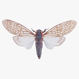 3D Ambragaena Palatinus China Remastered