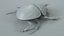 3D Black Scarab Beetle Rigged Xgen model