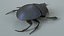 3D Black Scarab Beetle Rigged Xgen model