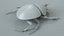 3D Black Scarab Beetle Rigged Xgen model