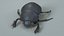 3D Black Scarab Beetle Rigged Xgen model