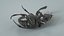 3D Black Scarab Beetle Rigged Xgen model