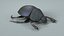 3D Black Scarab Beetle Rigged Xgen model