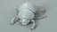 3D Black Scarab Beetle Rigged Xgen model