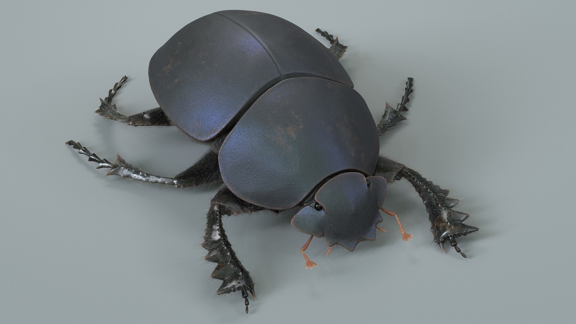 3D Black Scarab Beetle Rigged Xgen model https://p.turbosquid.com/ts-thumb/Nj/puh3DS/Tu/scarab_beetle_02/jpg/1715320930/1920x1080/fit_q87/b2ffecccc13974d636c1f3ed32be53b72e2467ea/scarab_beetle_02.jpg