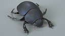 Black Scarab Beetle Rigged Xgen