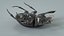 3D Black Scarab Beetle Rigged Xgen model