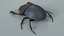 3D Black Scarab Beetle Rigged Xgen model