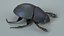 3D Black Scarab Beetle Rigged Xgen model