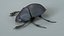 3D Black Scarab Beetle Rigged Xgen model