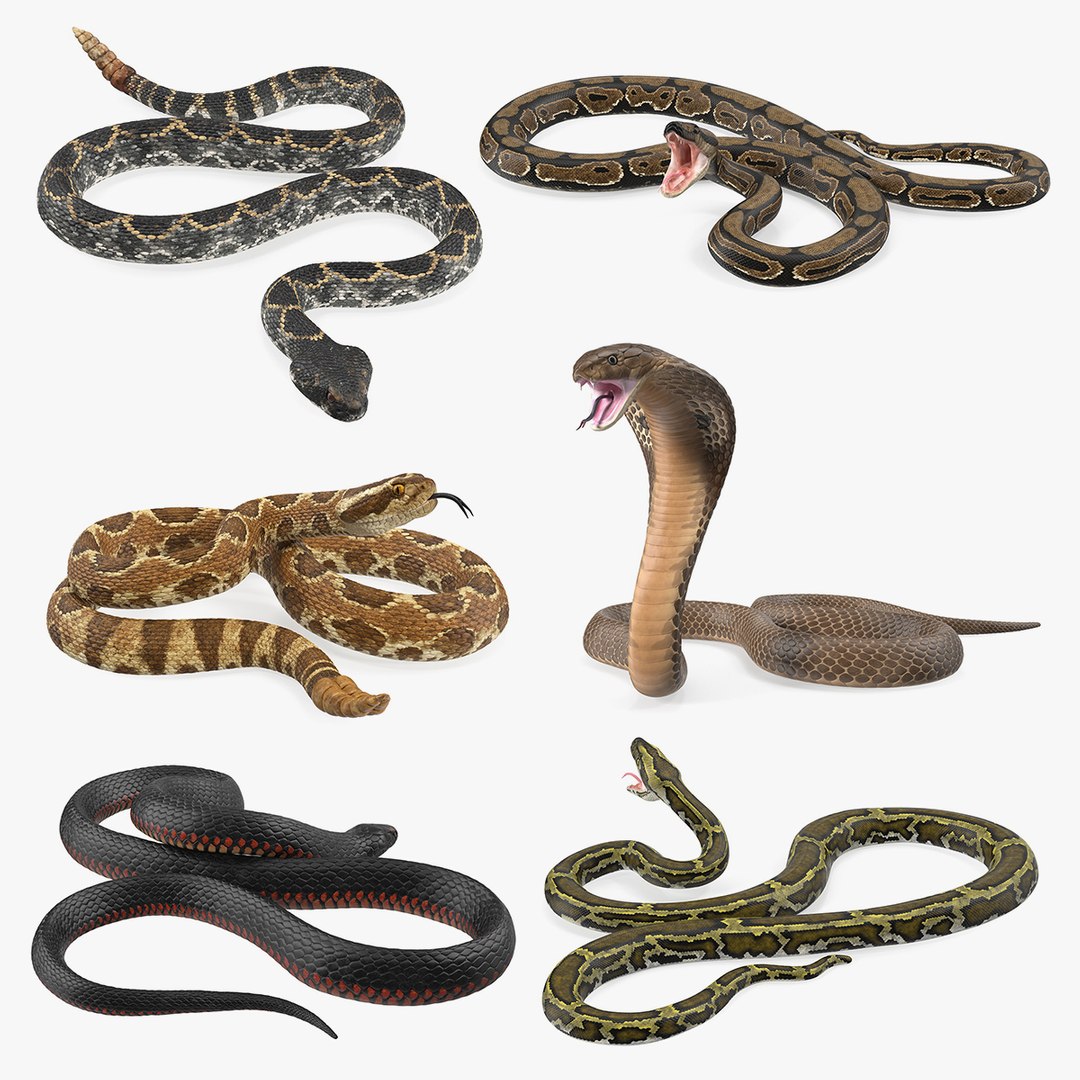 Rigged Snakes Collection 4 3D model preview