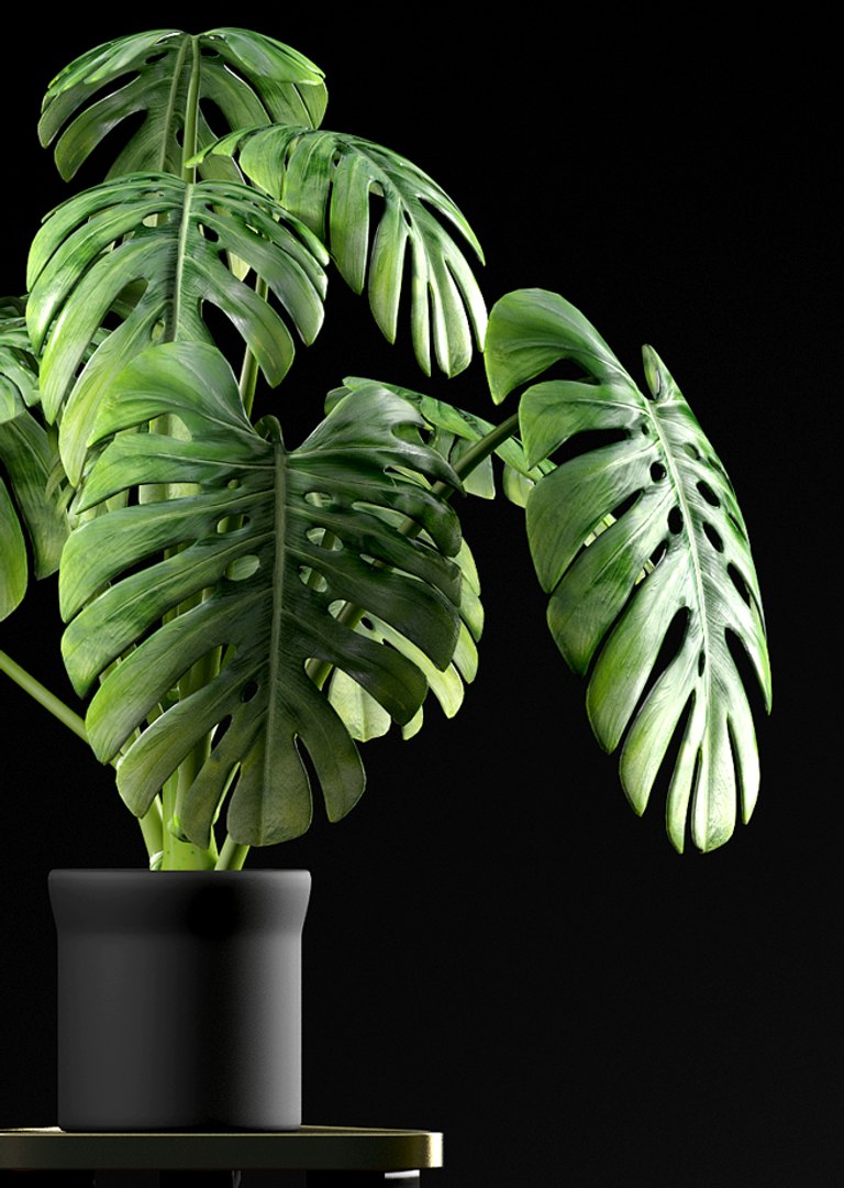 3d model cheese plant https://p.turbosquid.com/ts-thumb/Nk/2IwQNT/17REWaRB/2/jpg/1467231897/1920x1080/fit_q87/73f86d72a6cee52eec0f348ec0332ced106af1d4/2.jpg