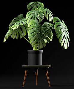 3d model cheese plant