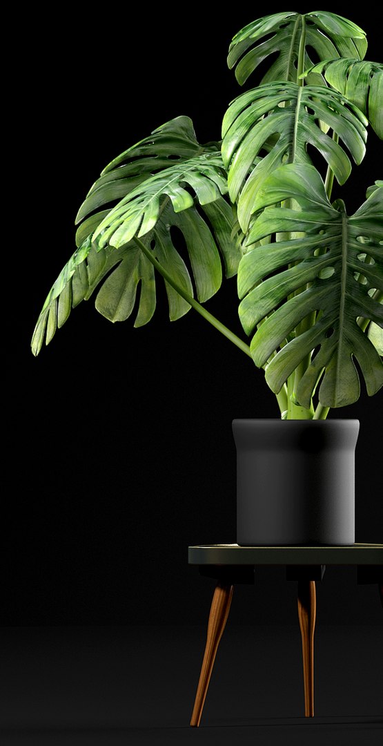 3d model cheese plant https://p.turbosquid.com/ts-thumb/Nk/2IwQNT/WYBr5Ikc/5/jpg/1467231898/1920x1080/fit_q87/bcc6c9e75260bb55a72fbe68eb7d532b0b7ab229/5.jpg