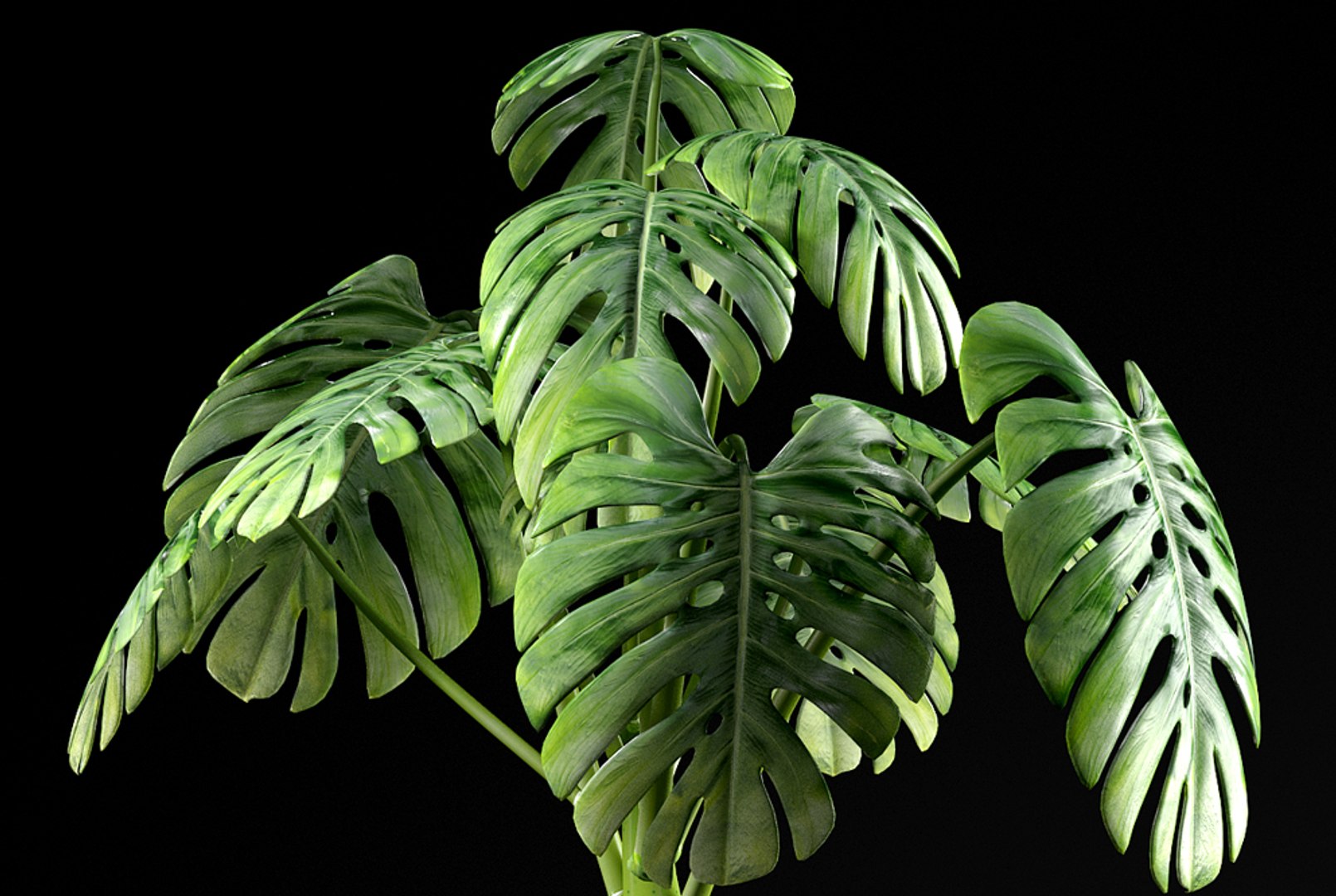 3d model cheese plant https://p.turbosquid.com/ts-thumb/Nk/2IwQNT/wsLzxSaN/3/jpg/1467231897/1920x1080/fit_q87/e3ef56d3be880198d4e7514c619aec9c6a2127ec/3.jpg