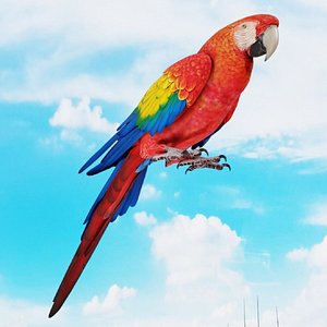 High Detail Realistic Parrot Bird 3D model