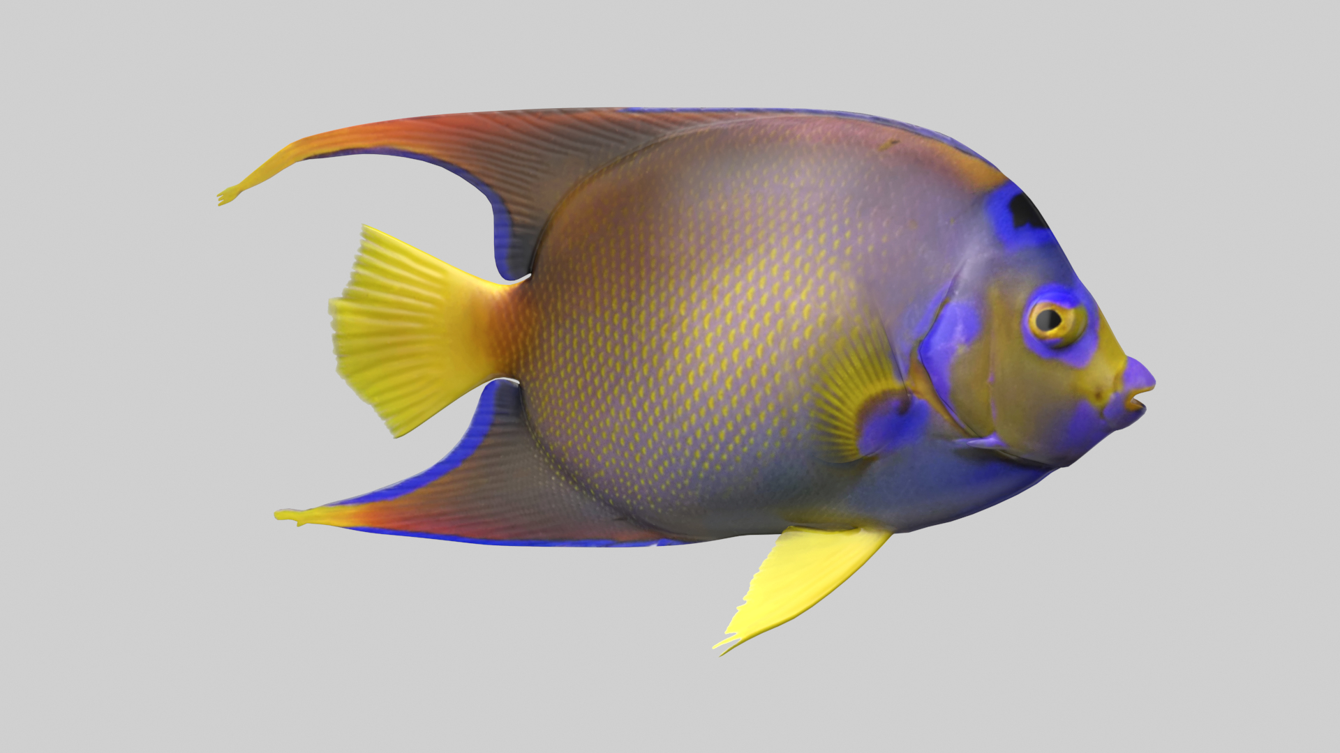 3D Queen Angelfish Model TurboSquid 1908974