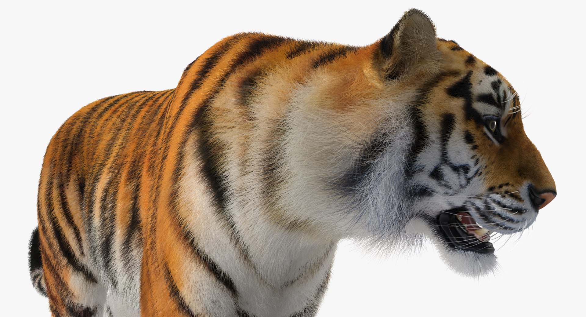 tiger walkig pose fur 3D model https://p.turbosquid.com/ts-thumb/Nk/EH456L/0FgdiheD/tigerwalkigposewithfurvray3dmodel013/jpg/1522440943/1920x1080/fit_q87/6ed6b5adc72944ff91bb591c2316d7e68726ca83/tigerwalkigposewithfurvray3dmodel013.jpg