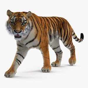 tiger walkig pose fur 3D model