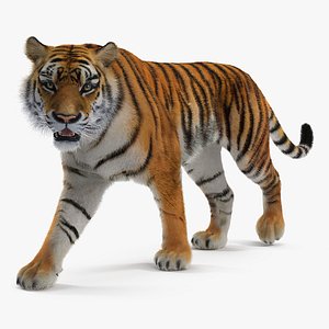 Tiger Walking Pose with Fur