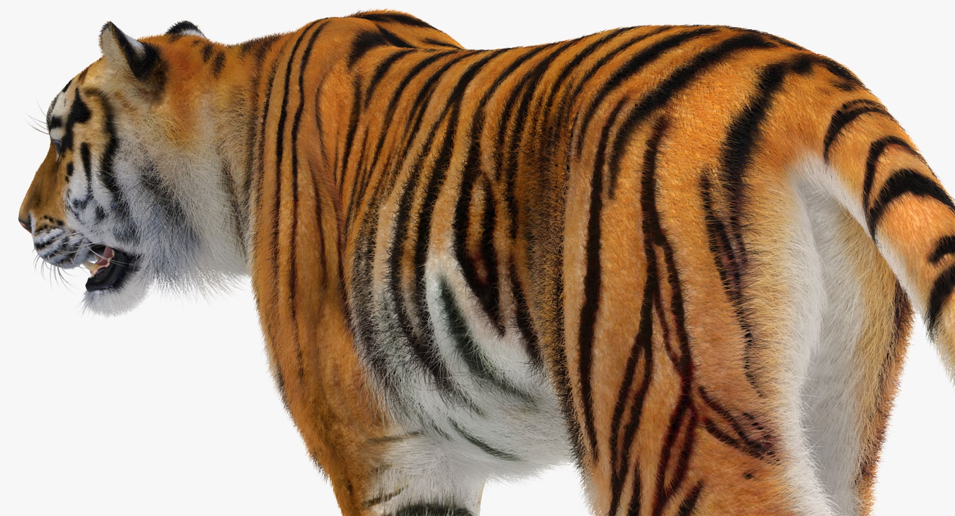 tiger walkig pose fur 3D model https://p.turbosquid.com/ts-thumb/Nk/EH456L/GER5Mhf8/tigerwalkigposewithfurvray3dmodel014/jpg/1522440947/1920x1080/fit_q87/b21702a31132ea5d6618c17f382c3564e63b6a73/tigerwalkigposewithfurvray3dmodel014.jpg