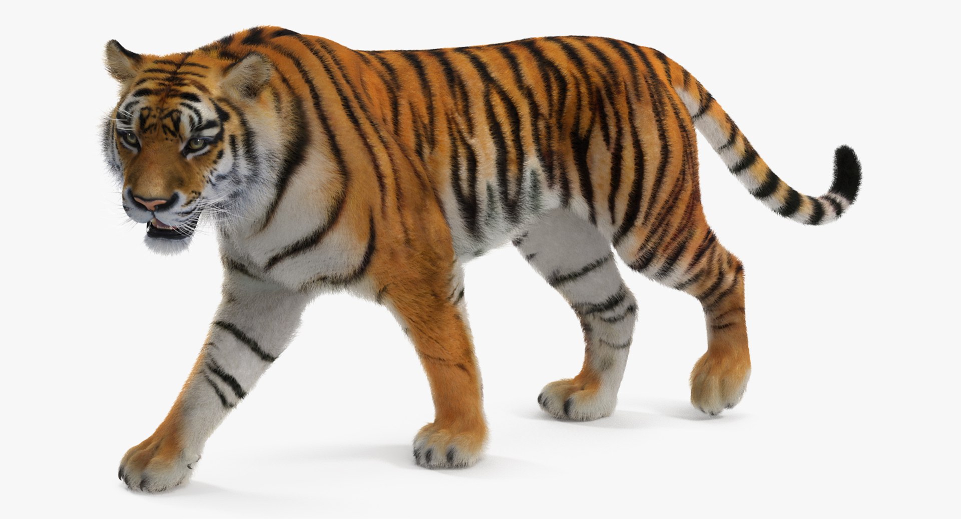 tiger walkig pose fur 3D model https://p.turbosquid.com/ts-thumb/Nk/EH456L/Ngsol7I9/tigerwalkigposewithfurvray3dmodel006/jpg/1522440917/1920x1080/fit_q87/6a6298b3a3d3ba5226af46422c2d81aeac74980c/tigerwalkigposewithfurvray3dmodel006.jpg