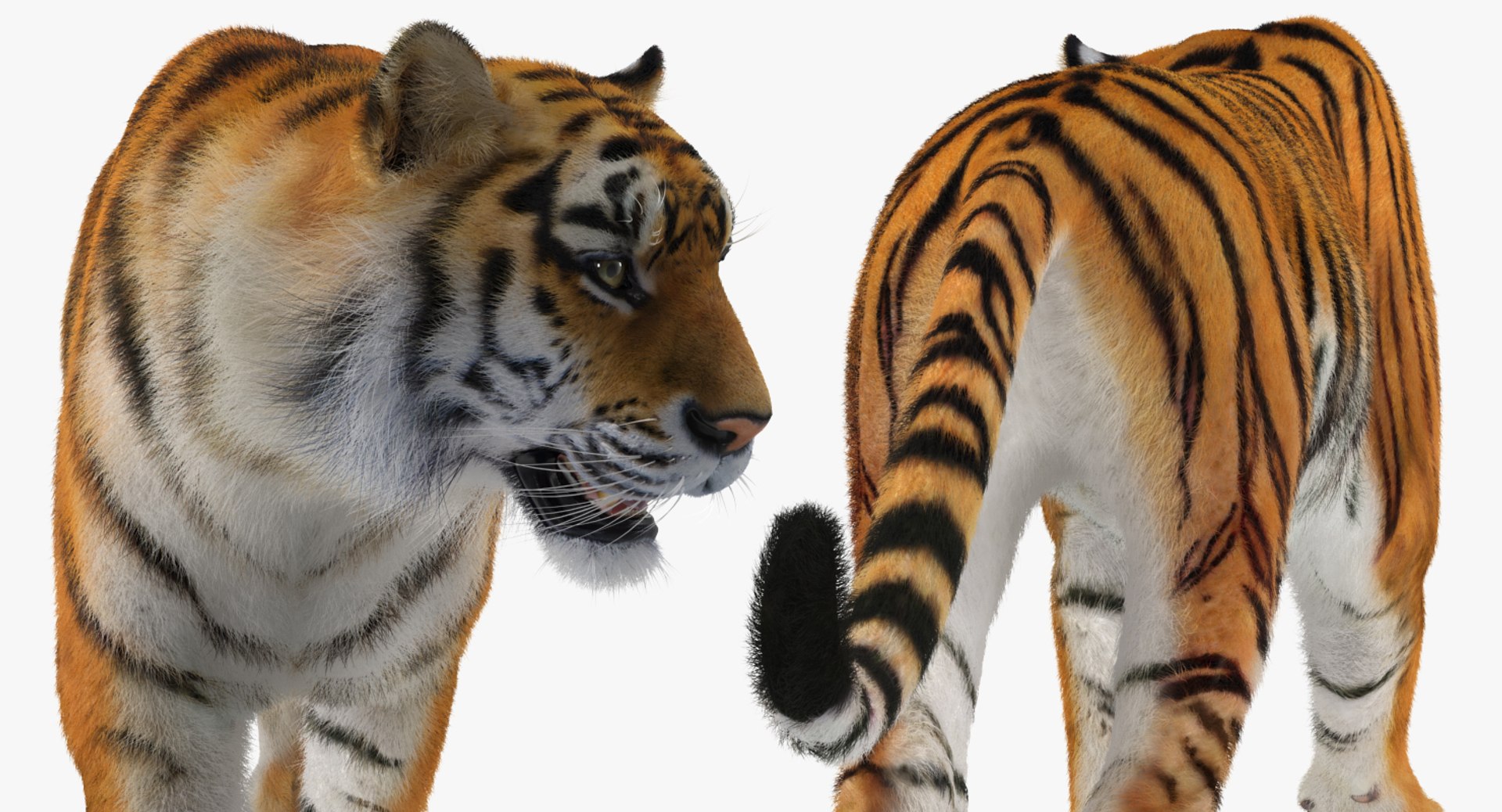 tiger walkig pose fur 3D model https://p.turbosquid.com/ts-thumb/Nk/EH456L/RL2MChYn/tigerwalkigposewithfurvray3dmodel015/jpg/1522440950/1920x1080/fit_q87/d0125aa63cde7f4e14faedcfc0a8d5dc9fee78dc/tigerwalkigposewithfurvray3dmodel015.jpg