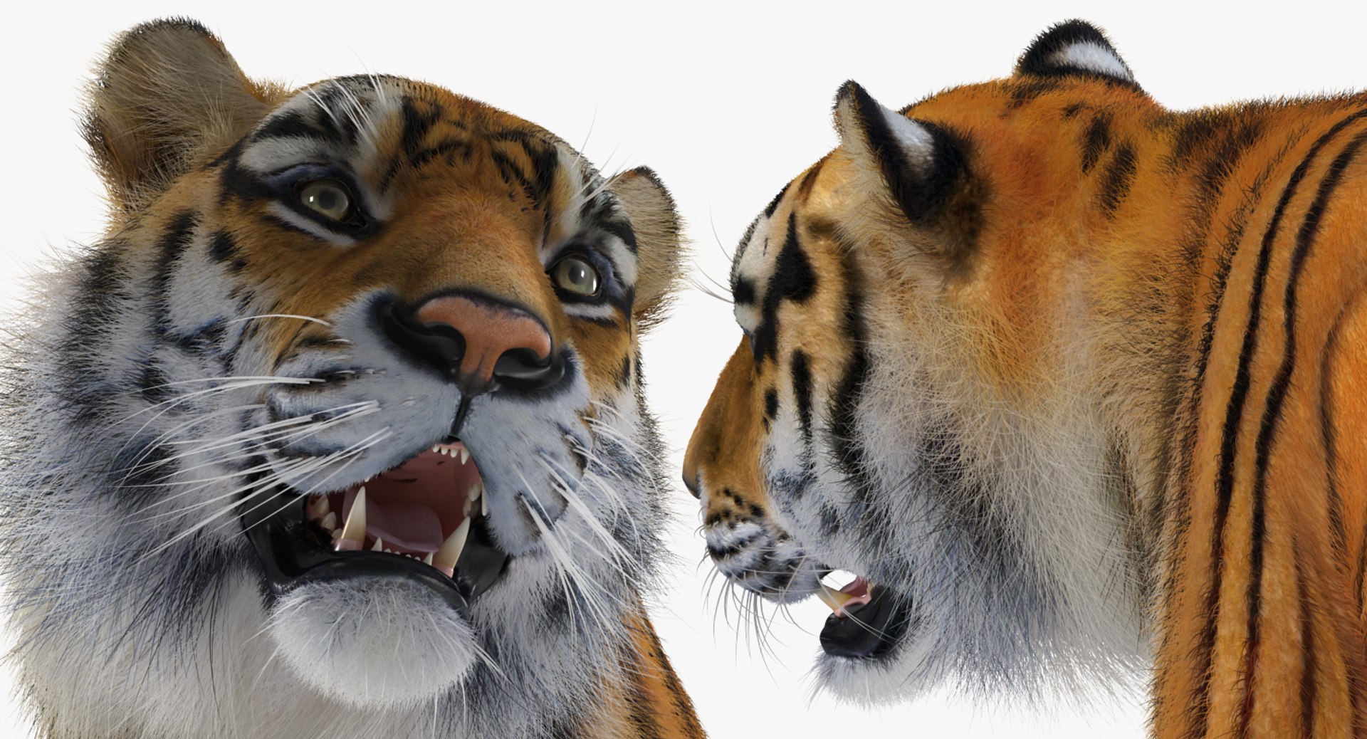 tiger walkig pose fur 3D model https://p.turbosquid.com/ts-thumb/Nk/EH456L/RfaXa2yW/tigerwalkigposewithfurvray3dmodel017/jpg/1522440959/1920x1080/fit_q87/a53968fe354f78404a6920a89514163ca9c21f0e/tigerwalkigposewithfurvray3dmodel017.jpg