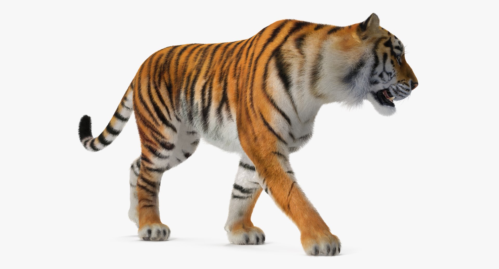 tiger walkig pose fur 3D model https://p.turbosquid.com/ts-thumb/Nk/EH456L/Vjg1guDl/tigerwalkigposewithfurvray3dmodel004/jpg/1522440910/1920x1080/fit_q87/66600651738110ccb5714786f3f25b2dc6d342b7/tigerwalkigposewithfurvray3dmodel004.jpg