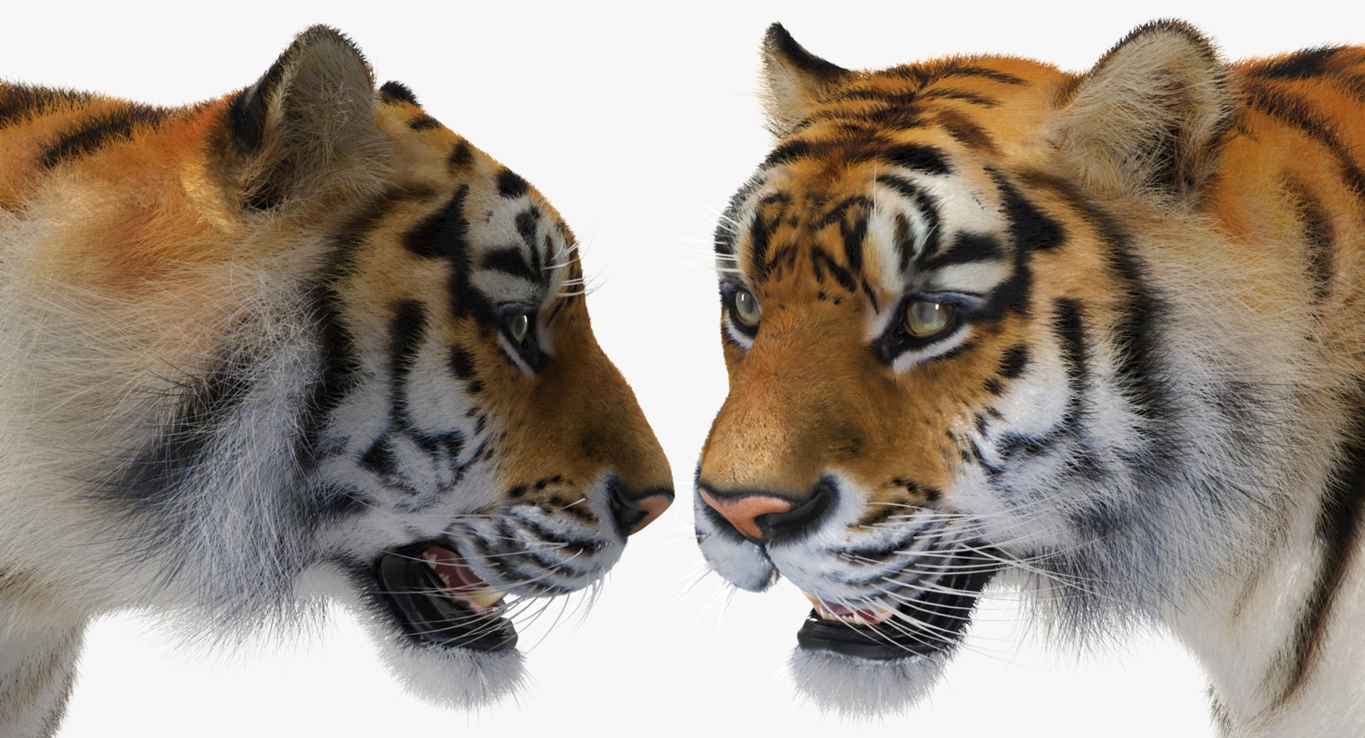 tiger walkig pose fur 3D model https://p.turbosquid.com/ts-thumb/Nk/EH456L/WyNWth9f/tigerwalkigposewithfurvray3dmodel016/jpg/1522440956/1920x1080/fit_q87/4651c6fd679c8100d9063096a5d6b8e3ad823d1d/tigerwalkigposewithfurvray3dmodel016.jpg