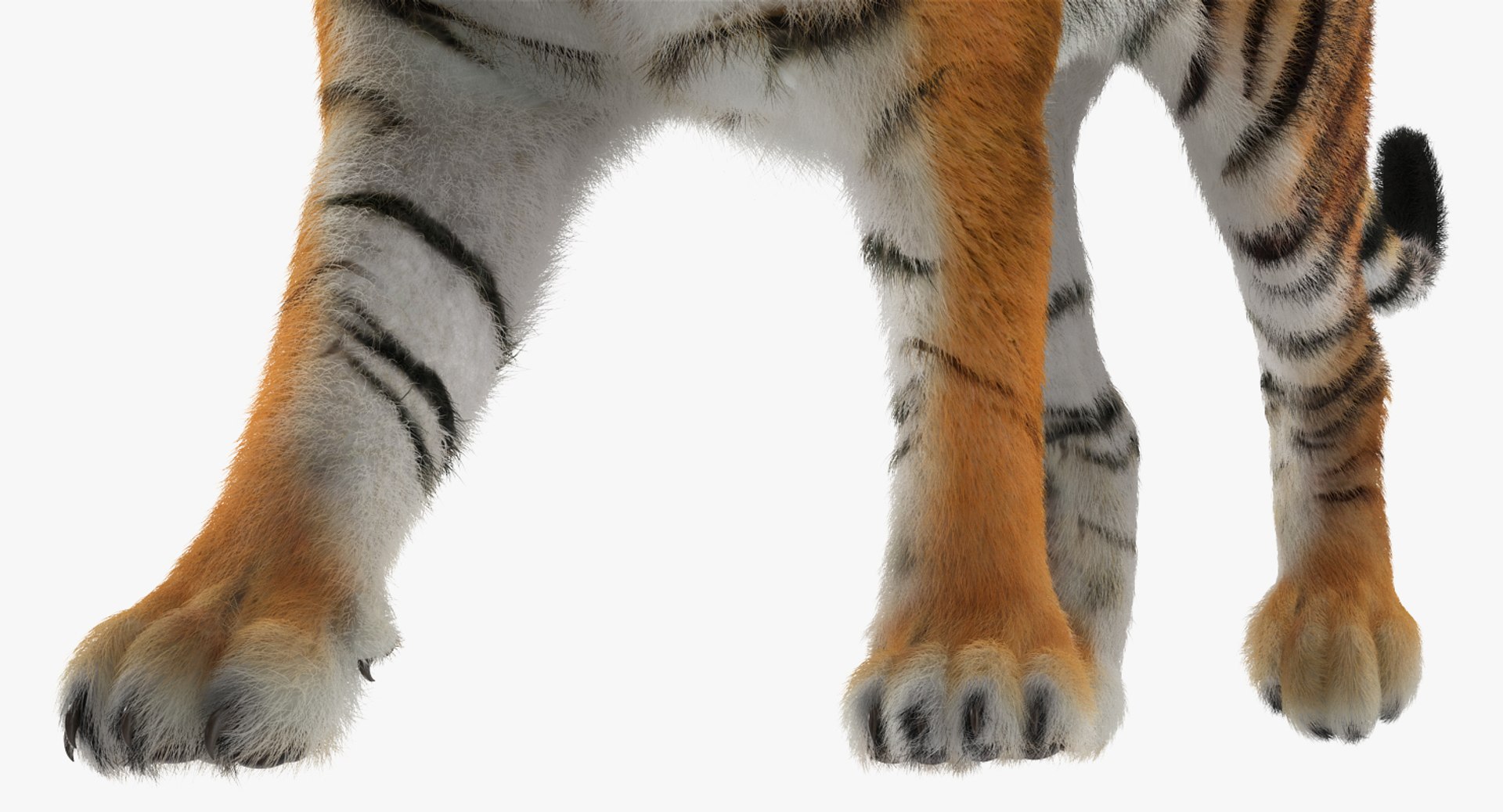 tiger walkig pose fur 3D model https://p.turbosquid.com/ts-thumb/Nk/EH456L/aDCNrw8O/tigerwalkigposewithfurvray3dmodel012/jpg/1522440939/1920x1080/fit_q87/5ce80940a5b5c1e0b5557dfe4fb24441c57c4635/tigerwalkigposewithfurvray3dmodel012.jpg