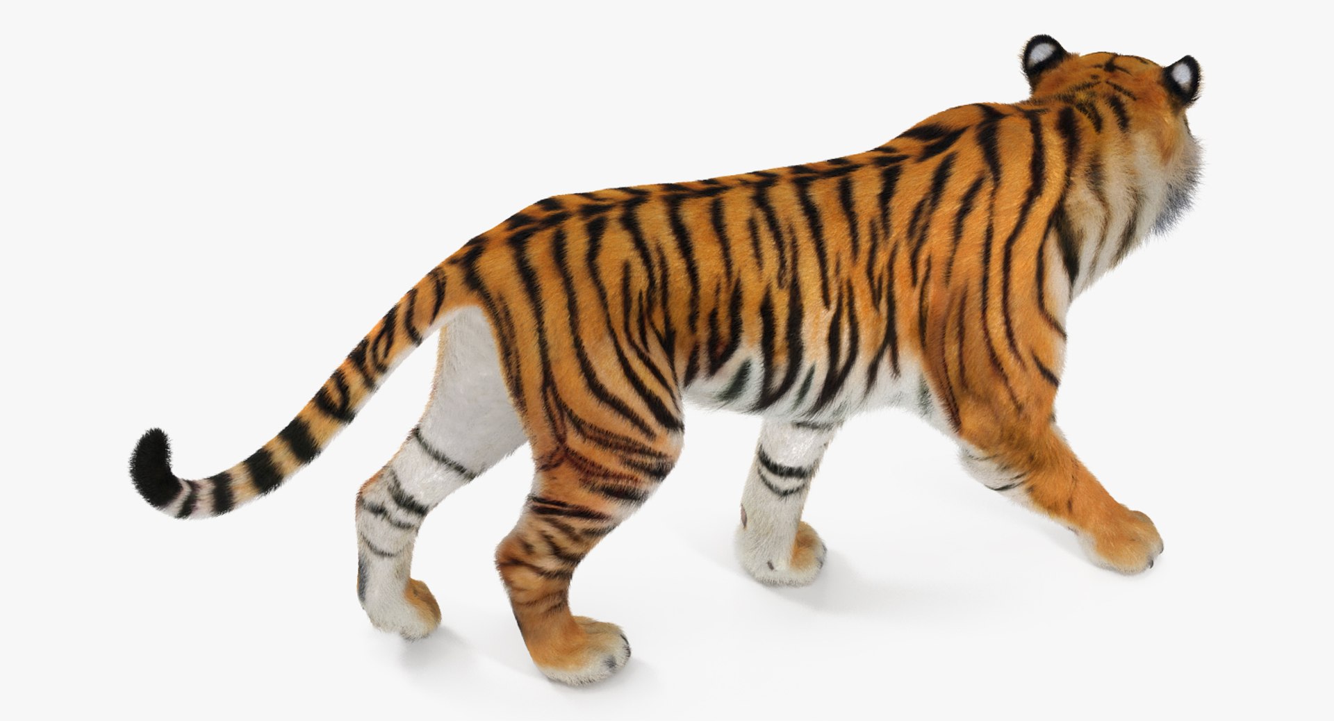 tiger walkig pose fur 3D model https://p.turbosquid.com/ts-thumb/Nk/EH456L/h1p7lNcY/tigerwalkigposewithfurvray3dmodel007/jpg/1522440920/1920x1080/fit_q87/9a7a3d6b9dd55232e18f42a8412de0c956b320cb/tigerwalkigposewithfurvray3dmodel007.jpg