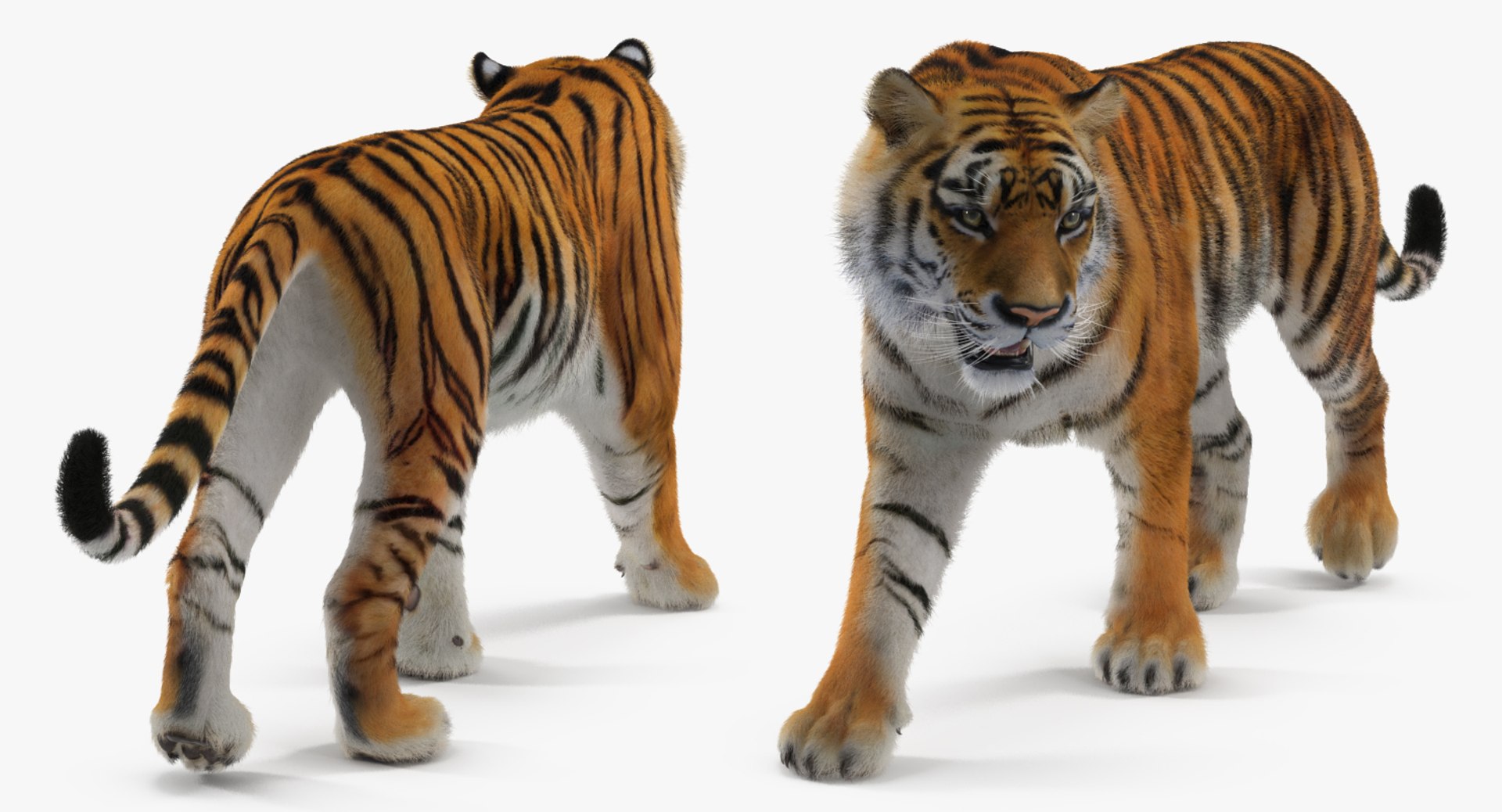 tiger walkig pose fur 3D model https://p.turbosquid.com/ts-thumb/Nk/EH456L/jVFyNXqm/tigerwalkigposewithfurvray3dmodel010/jpg/1522440932/1920x1080/fit_q87/0c34928cda4b89e69ed86f1366f561e12c1e6499/tigerwalkigposewithfurvray3dmodel010.jpg