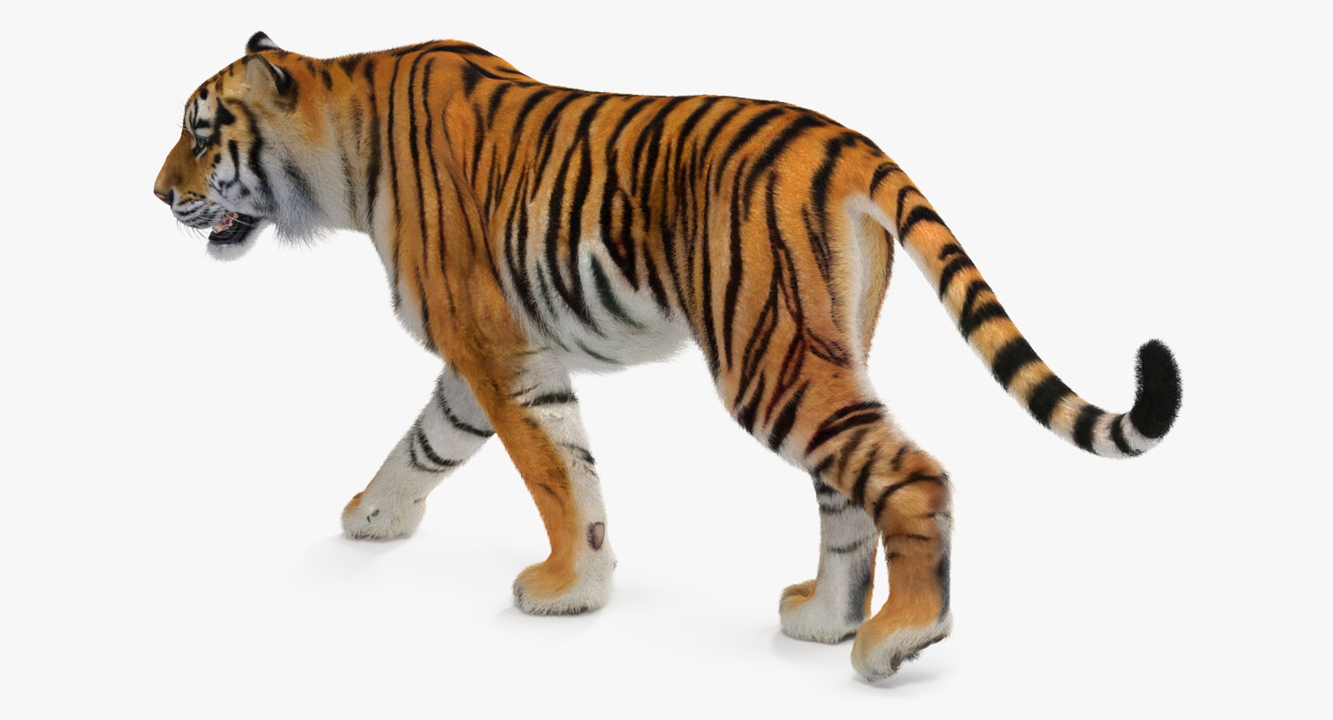 tiger walkig pose fur 3D model https://p.turbosquid.com/ts-thumb/Nk/EH456L/rhrG57gi/tigerwalkigposewithfurvray3dmodel005/jpg/1522440914/1920x1080/fit_q87/24fa586786be347e1a9c4ccb8b6f9c6db6854116/tigerwalkigposewithfurvray3dmodel005.jpg