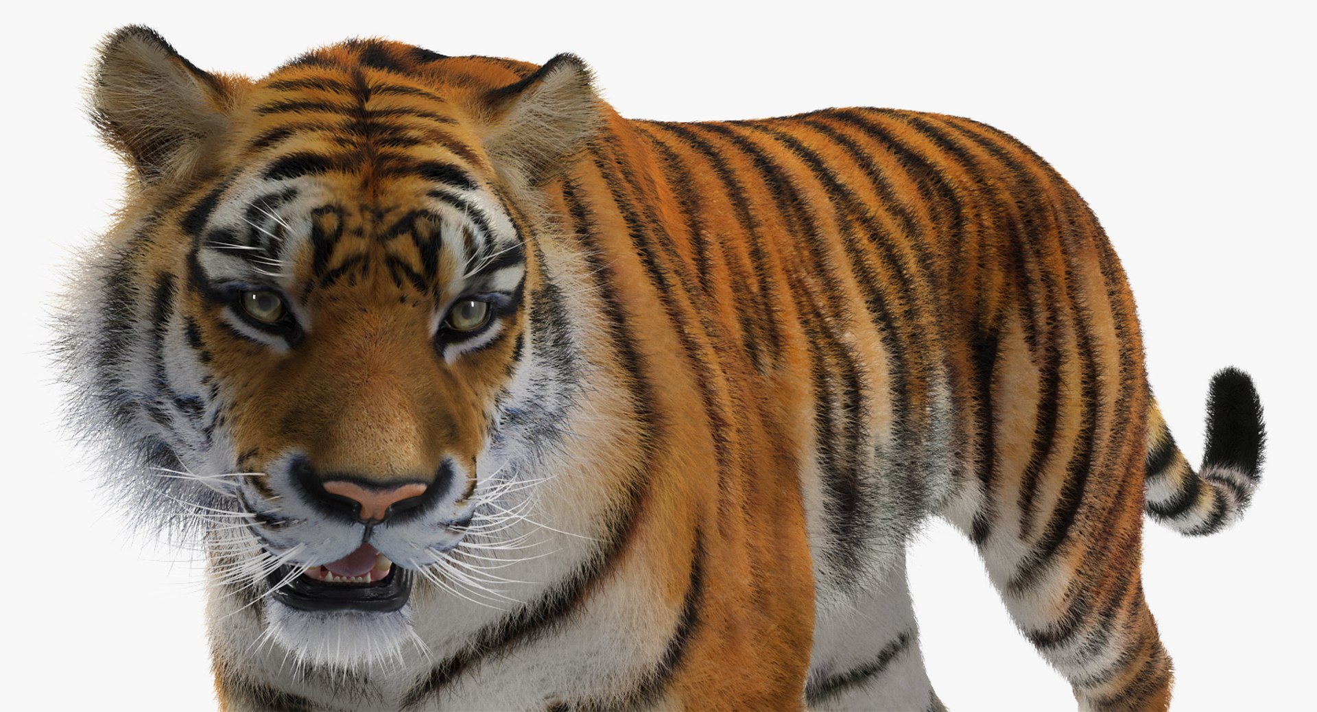 tiger walkig pose fur 3D model https://p.turbosquid.com/ts-thumb/Nk/EH456L/uv7Owa5J/tigerwalkigposewithfurvray3dmodel011/jpg/1522440936/1920x1080/fit_q87/c3c1cfea7e7188f4d349c89763c4ec12a32de04f/tigerwalkigposewithfurvray3dmodel011.jpg